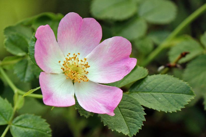 Plant of the month Rosa californica Santa Clara Valley Water
